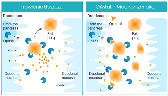 Xenical-Orlistat---Mechanizm-akcji