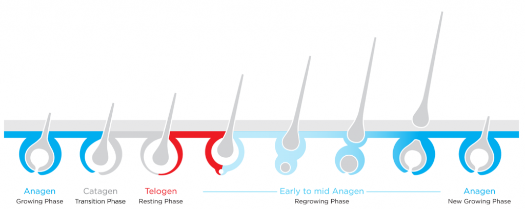 growth-cycle-new